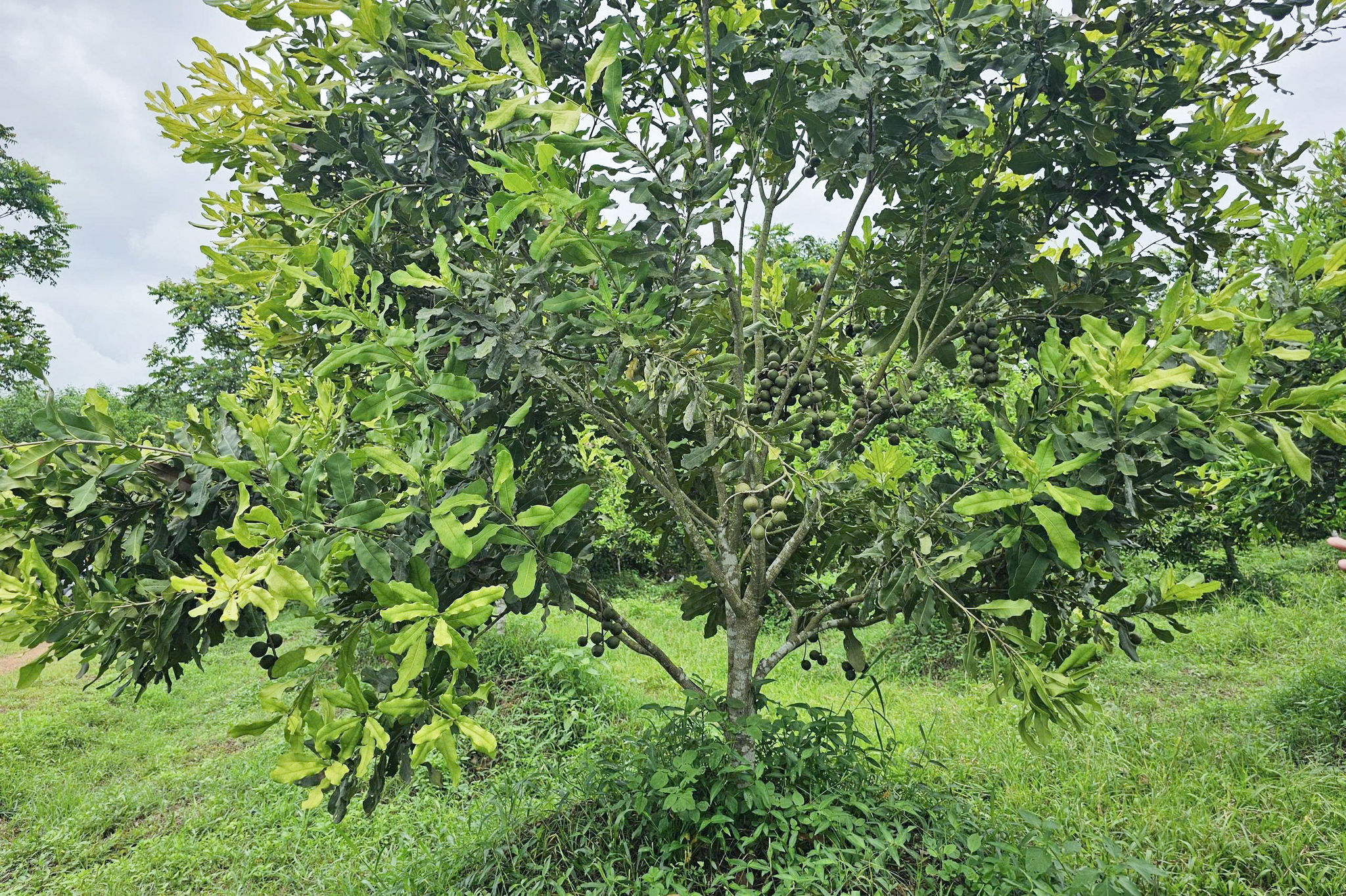 Ảnh 2