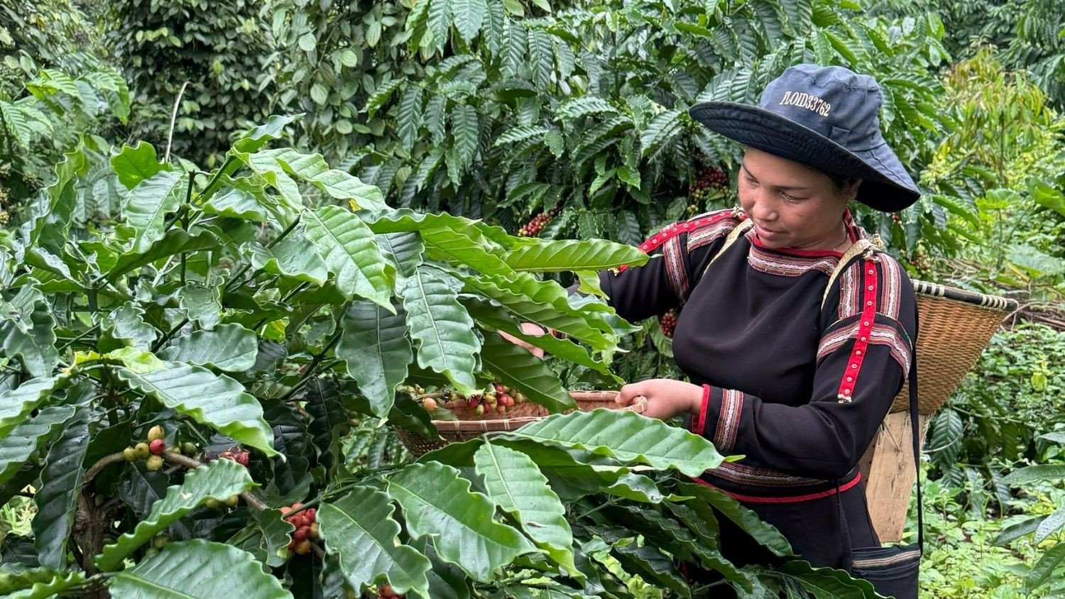 Cà phê Robusta Việt Nam: Mức độ tìm kiếm tới 200%, vì sao người ta vẫn ít nhớ? 