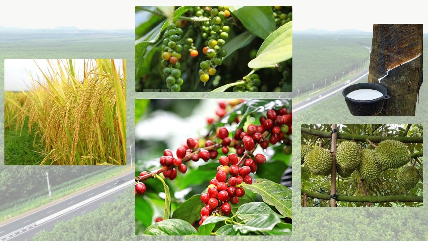 Thị trường nông sản sáng 9/10/2026 chứng kiến giá cà phê thế giới giảm phiên thứ hai liên tiếp.