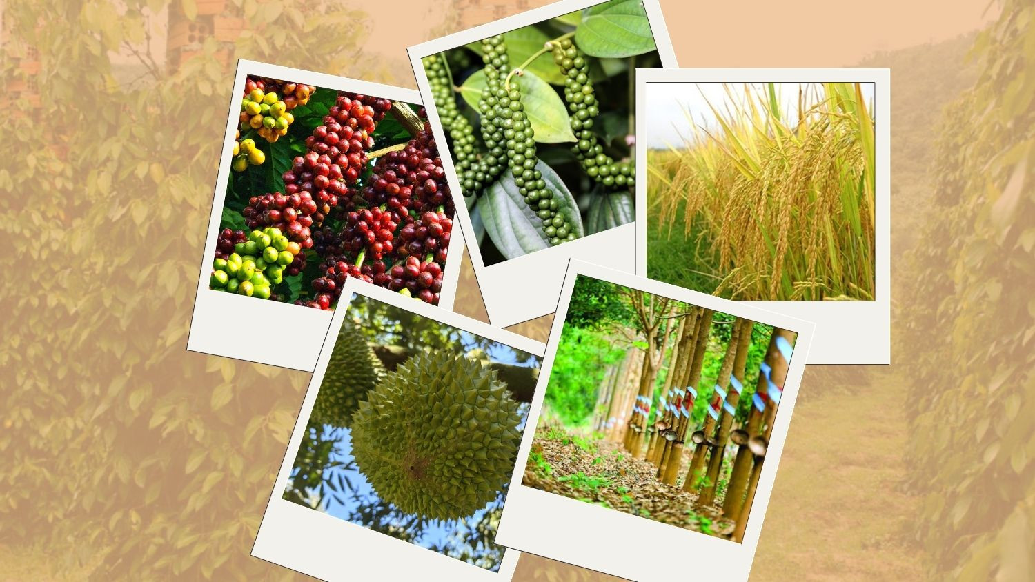 Thị trường nông sản sáng nay ghi nhận cà phê thế giới diễn biến trái chiều