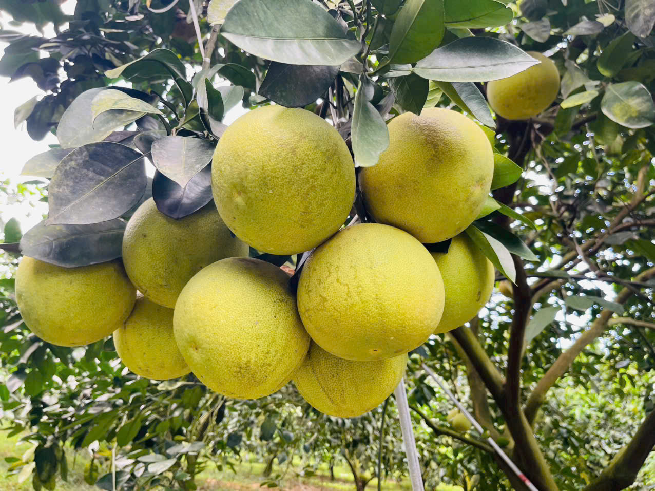 Vùng Đồng Lê có nhiều nét tương đồng về địa lý để giống bưởi Phúc Trạch bén rễ.
