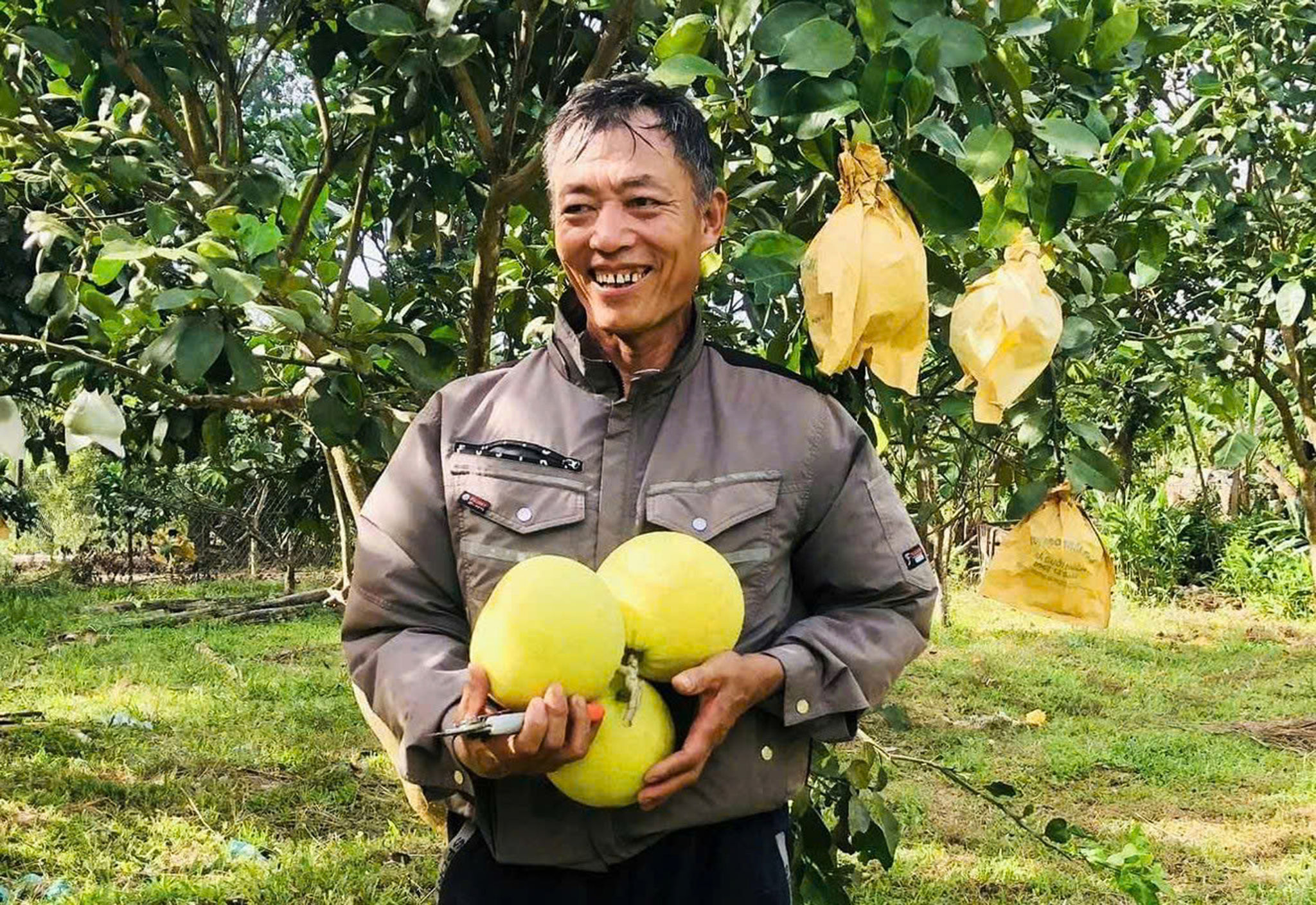 Dưới lèn đá Đồng Lê, có một vùng bưởi Phúc Trạch 