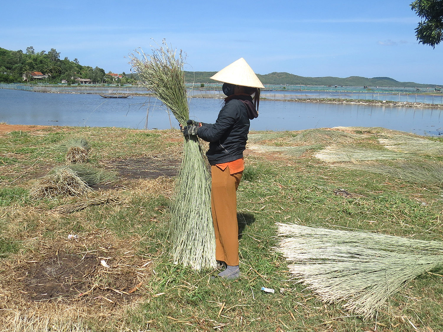 Thu hoạch lác. Ảnh: Mạnh Trâm Trân