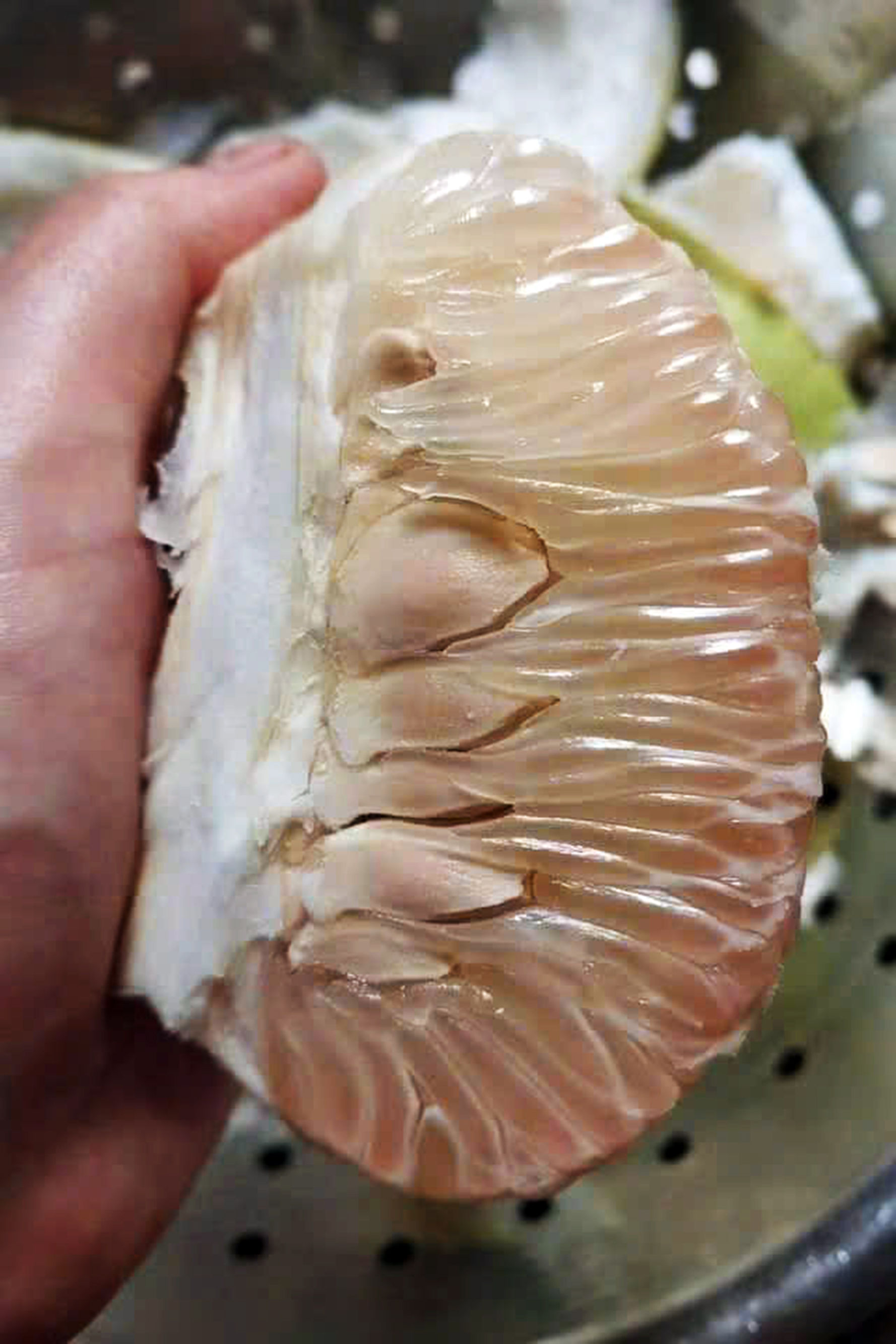 Bưởi