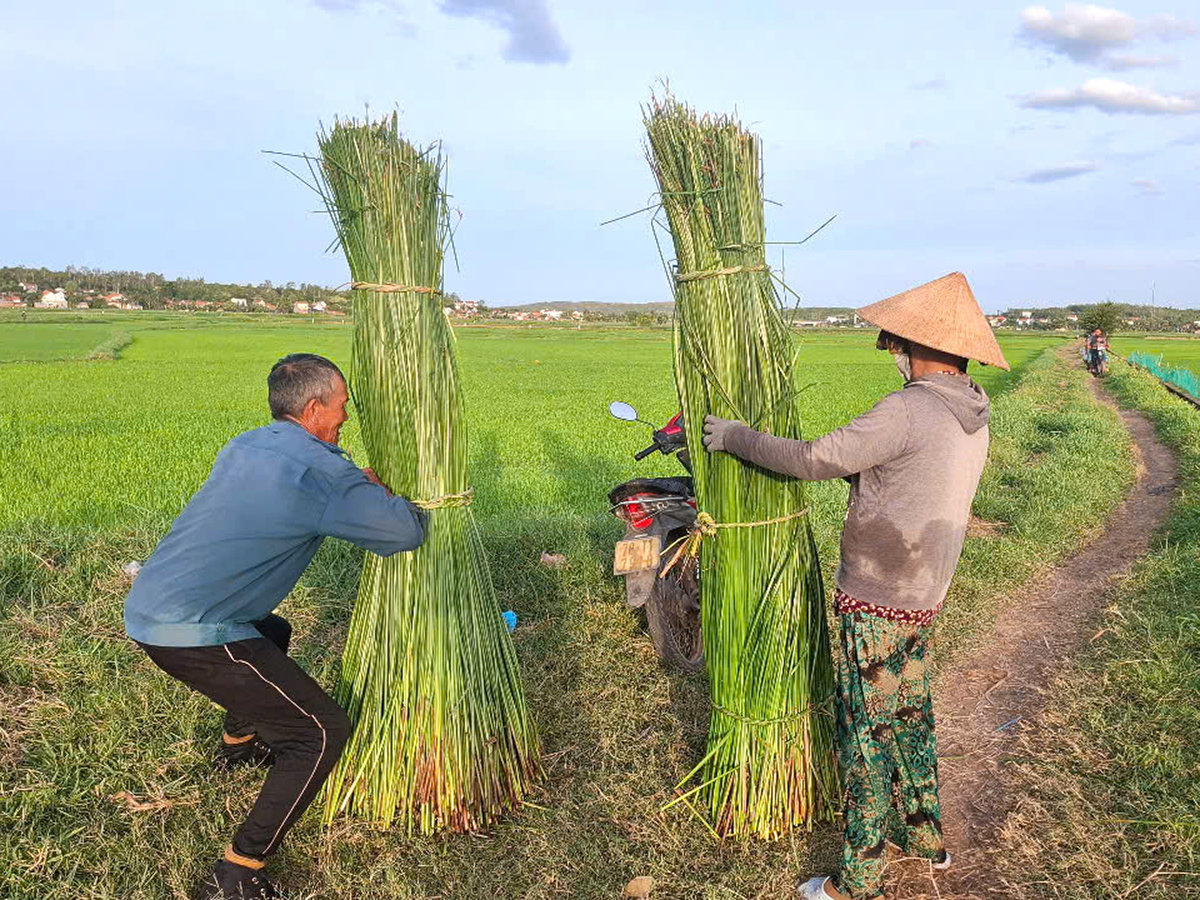 Cánh đồng lác gắn liền với làng nghề đan chiếu Phú Tân. Ảnh: Mạnh Trâm Trân