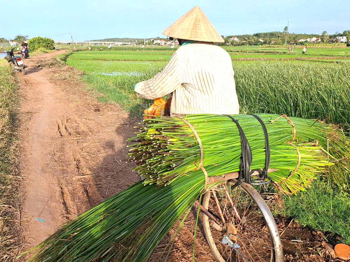 Chở lác từ ruộng về nhà. Ảnh: Mạnh Trâm Trân