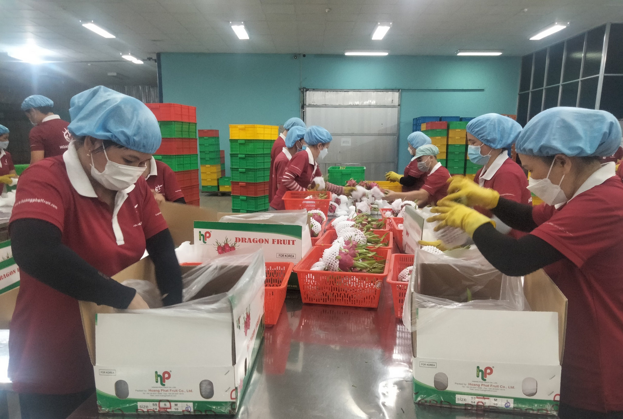 Đóng gói thanh long xuất khẩu tại Công ty TNHH Hoàng Phát