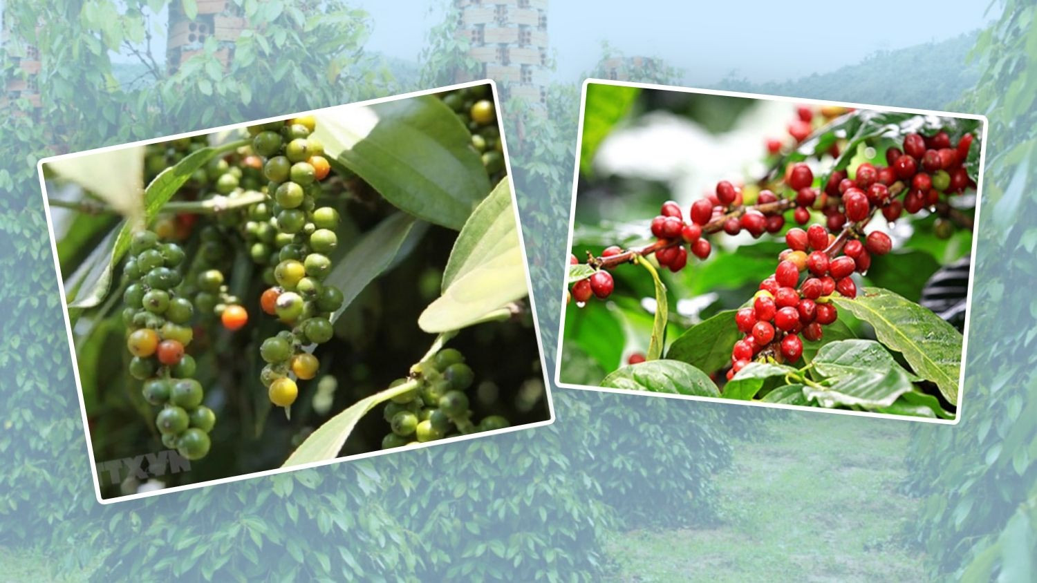Giá hồ tiêu vượt mốc 140.000 đồng/kg, cà phê quay đầu giảm nhẹ