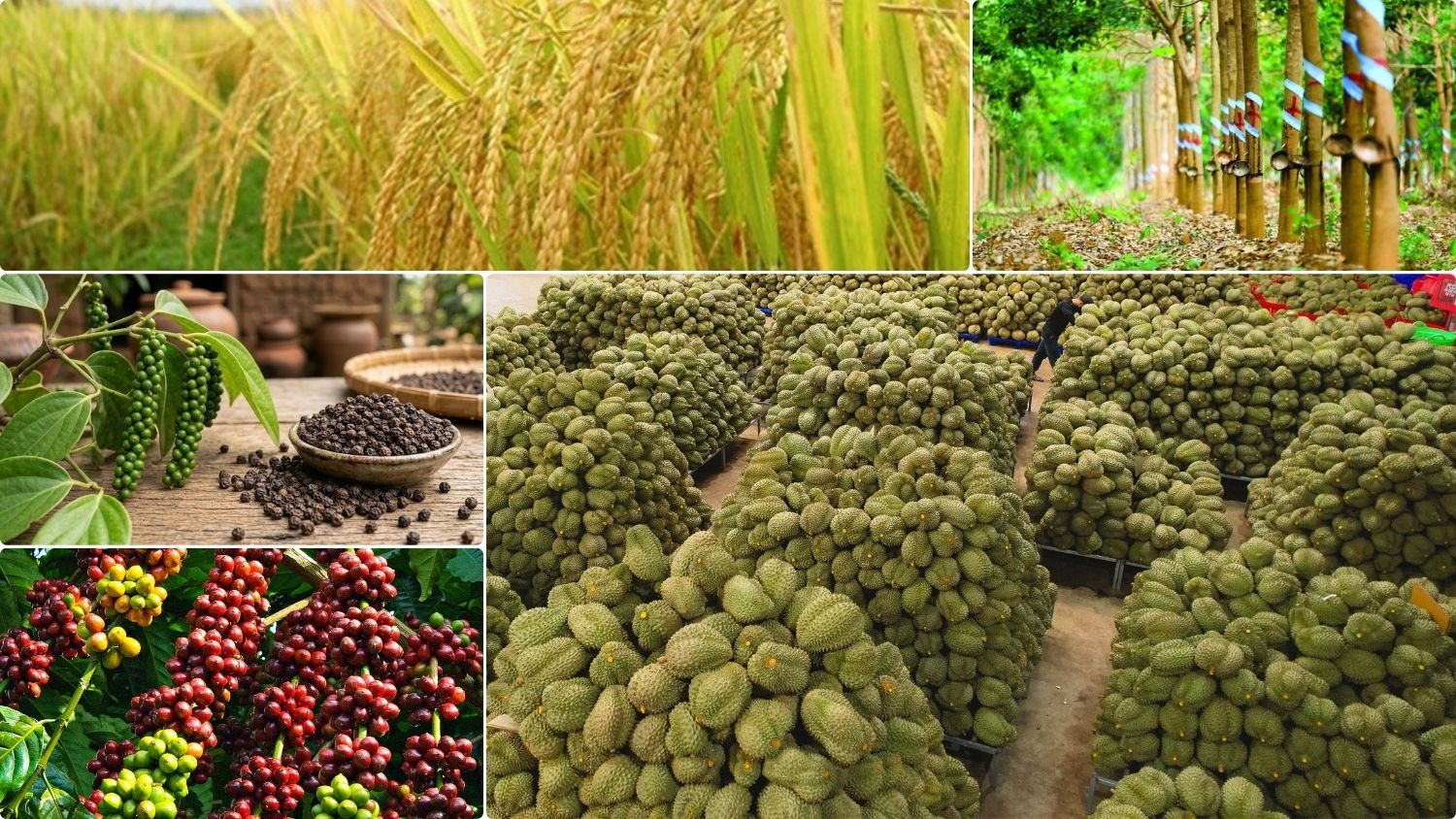 Thị trường nông sản sáng 14/10/2026 ghi nhận giá gạo nguyên liệu xuất khẩu nhích tăng nhẹ.
