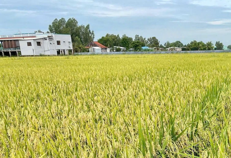 Lúa phát thải thấp giúp lợi nhuận của nông dân miền Tây tăng hơn 56% 
