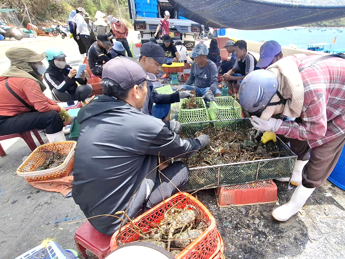 Bán tôm hùm thương phẩm trước mùa mưa bão. Ảnh: Mạnh Trâm Trân