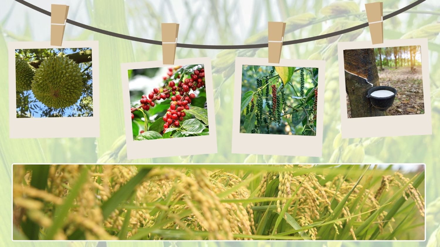 Thị trường nông sản 19/10: Cà phê giữ mốc 93.000 đồng/kg chờ sóng ngoại, giao dịch lúa gạo đầu tuần trầm lắng 