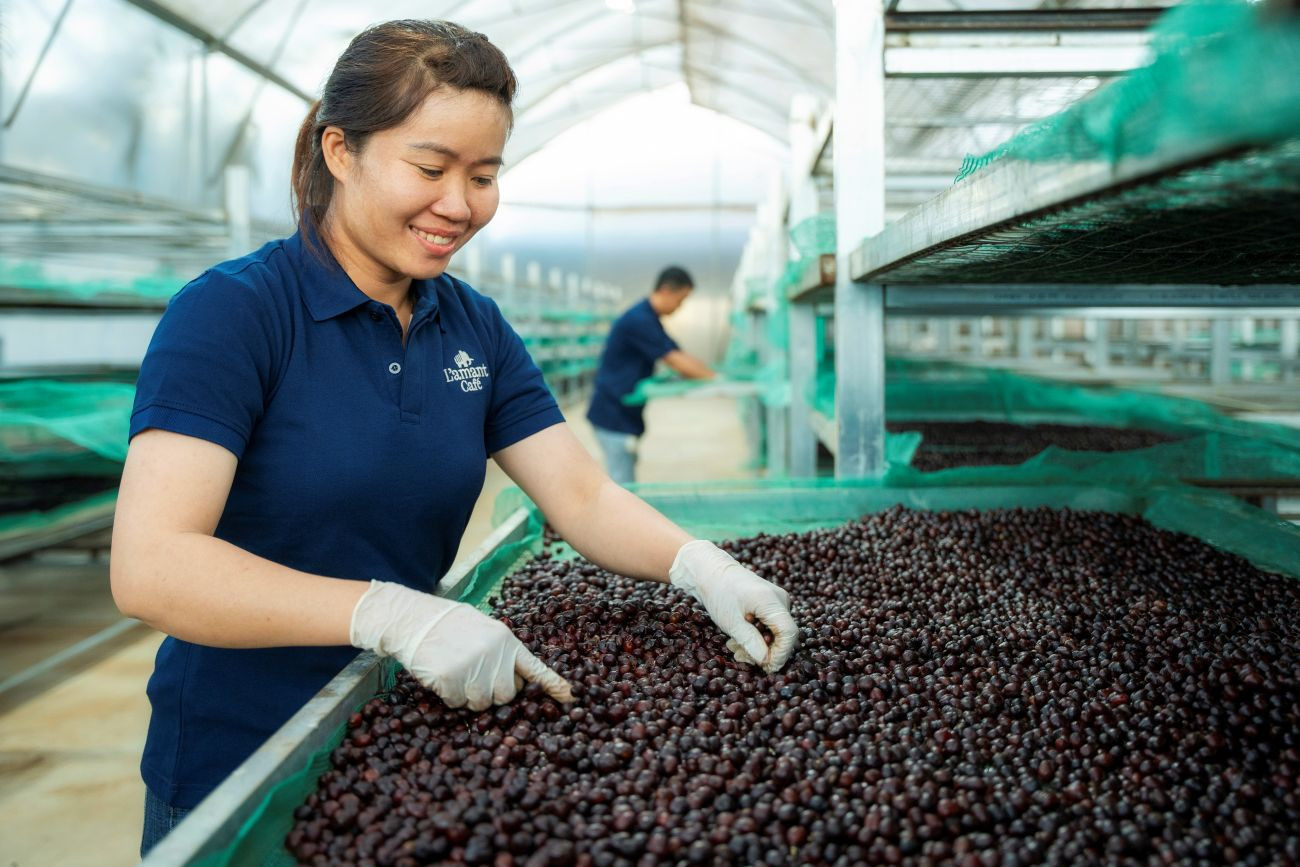 Doanh nghiệp cà phê chi hàng chục tỉ đồng để tránh rủi ro tại EU