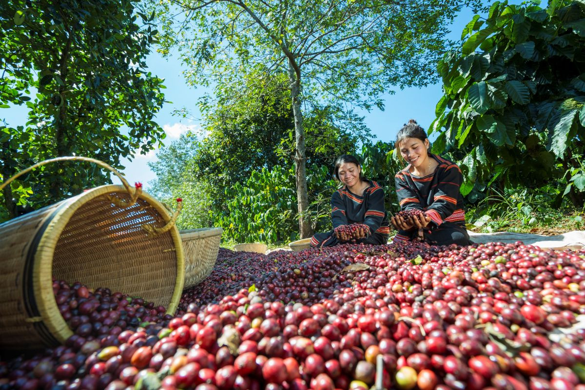 Doanh nghiệp cà phê chi hàng chục tỉ đồng để tránh rủi ro tại EU (3)