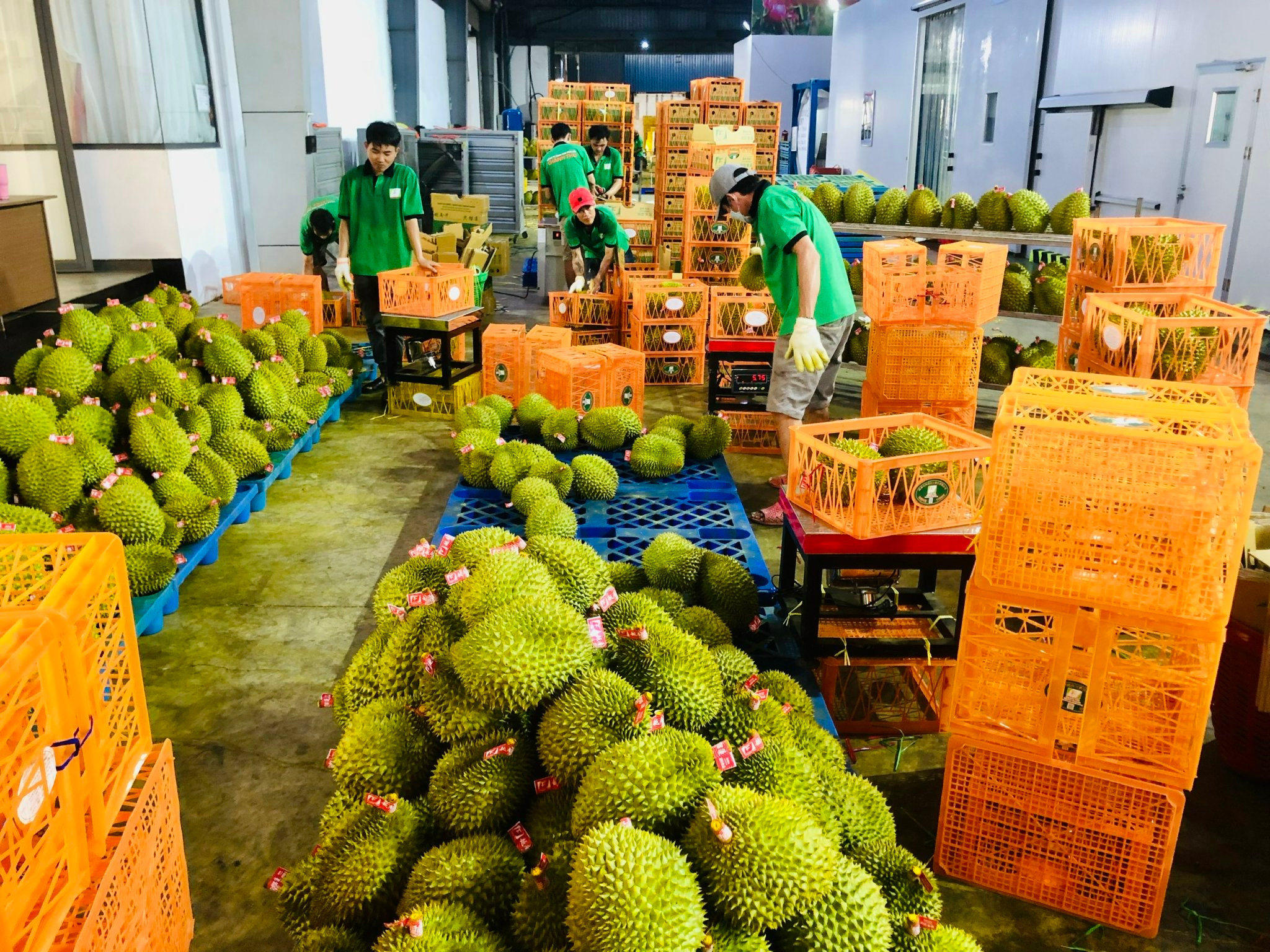 Doanh nghiệp rau quả tất bật chạy đơn hàng cuối năm 