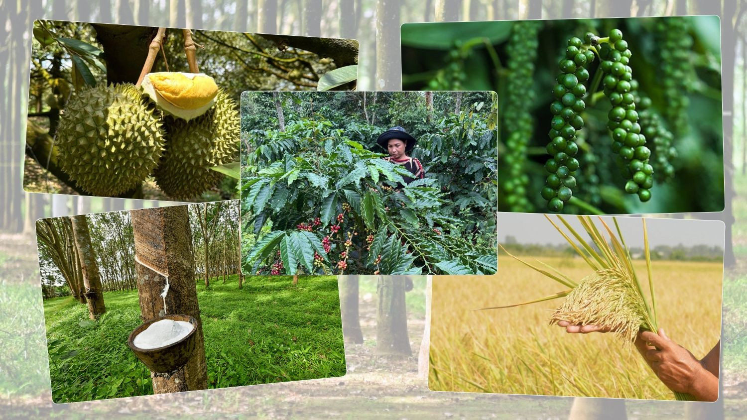 Thị trường nông sản sáng nay ghi nhận giá sầu riêng bật tăng tại một số vùng trồng.