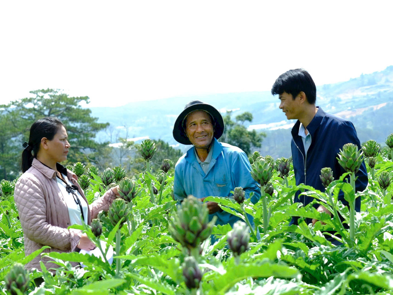 Cây atisô là hướng đi nhiều tiềm năng trong nông nghiệp ở Lâm Đồng. Ảnh: Baolamdong.vn