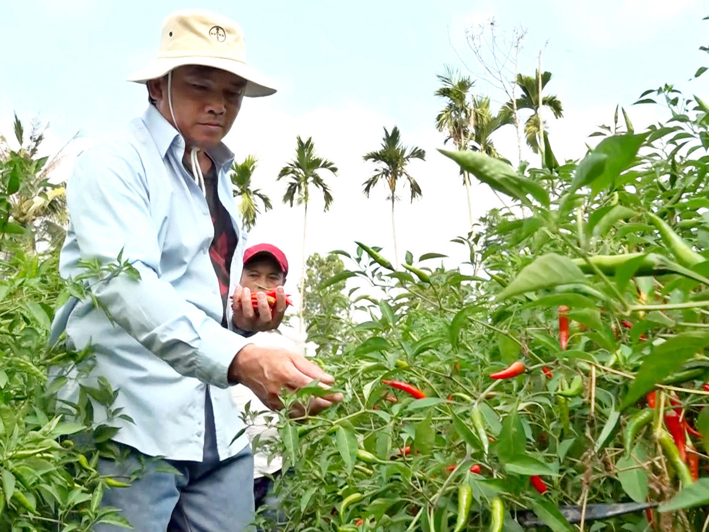 Trong 9 tháng đầu năm 2026, Việt Nam xuất khẩu ớt đạt 4.553 tấn, thu về 9,8 triệu USD, tăng 115,2% về lượng so với cùng kỳ năm trước.