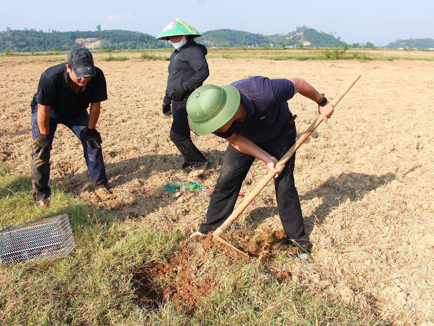 Chủ tịch UBND xã Xuân Lâm Nguyễn Cao Thanh xuống ruộng bắt chuột cùng người dân.
