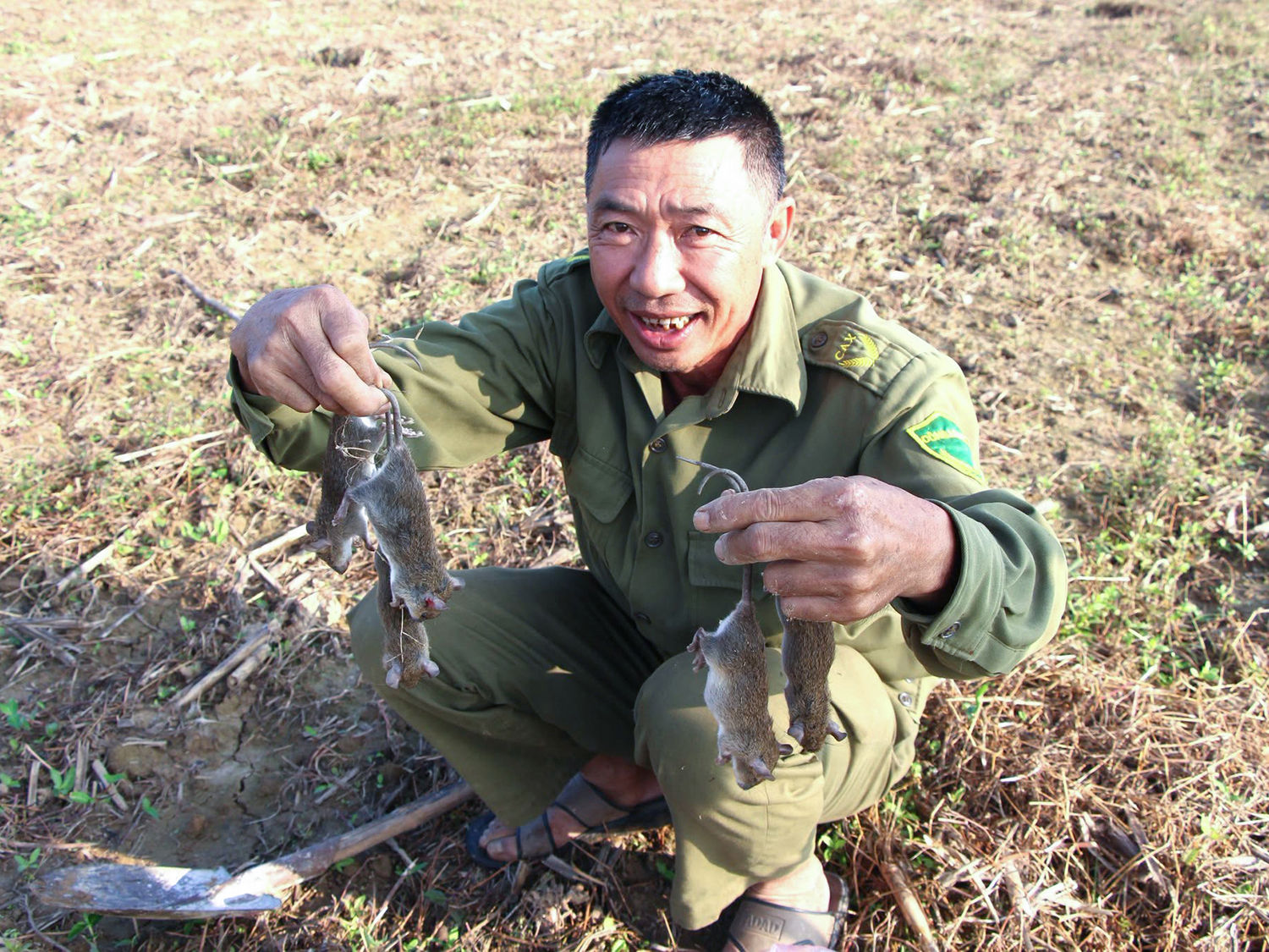 Chỉ sau vài ngày phát động phong trào, người dân xã Xuân Lâm đã bắt, tiêu diệt hàng tạ chuột đồng.