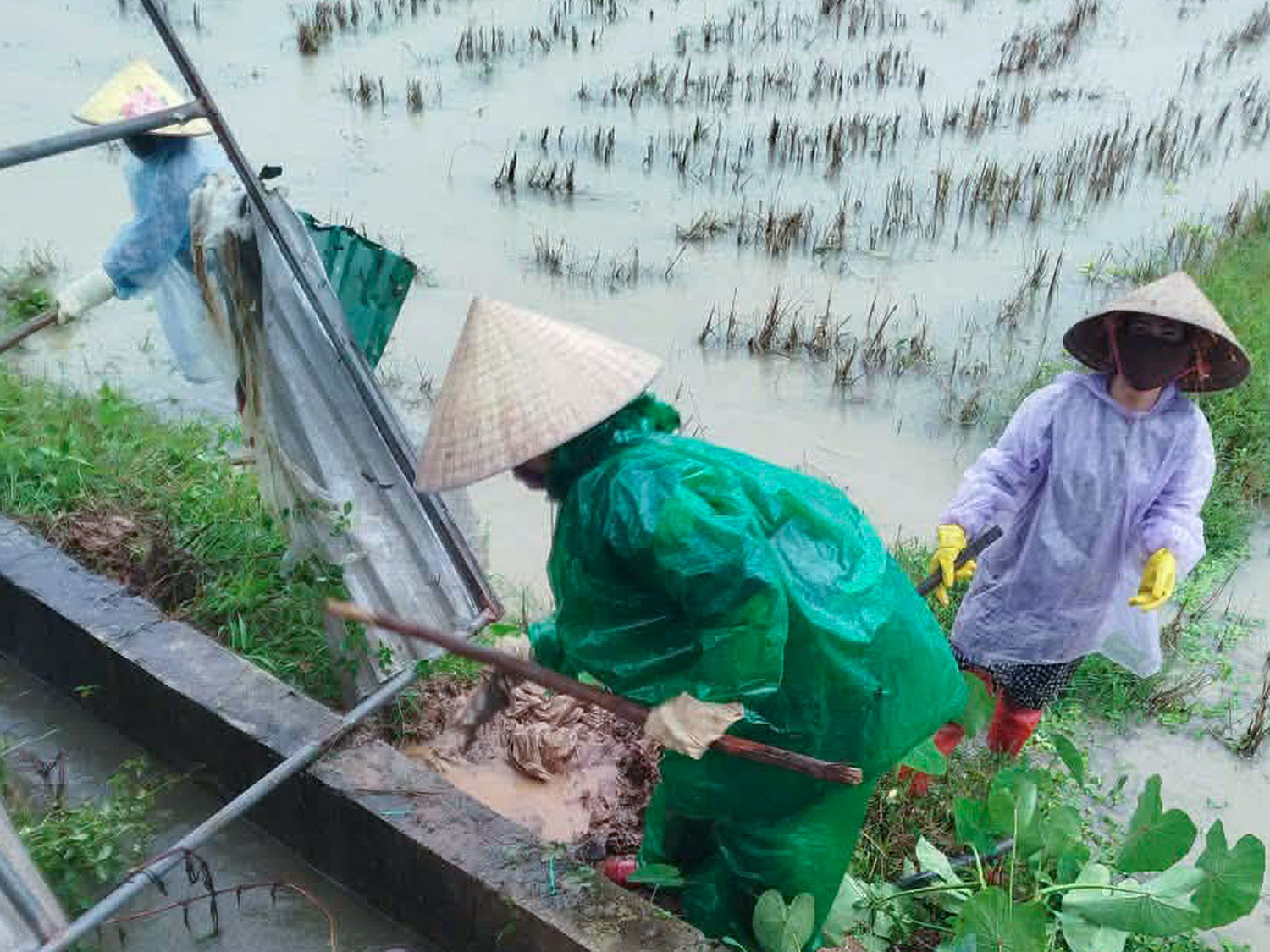 Người dân xã Xuân Lộc mặc áo mưa đi diệt chuột khi nước lênh láng ruộng đồng.