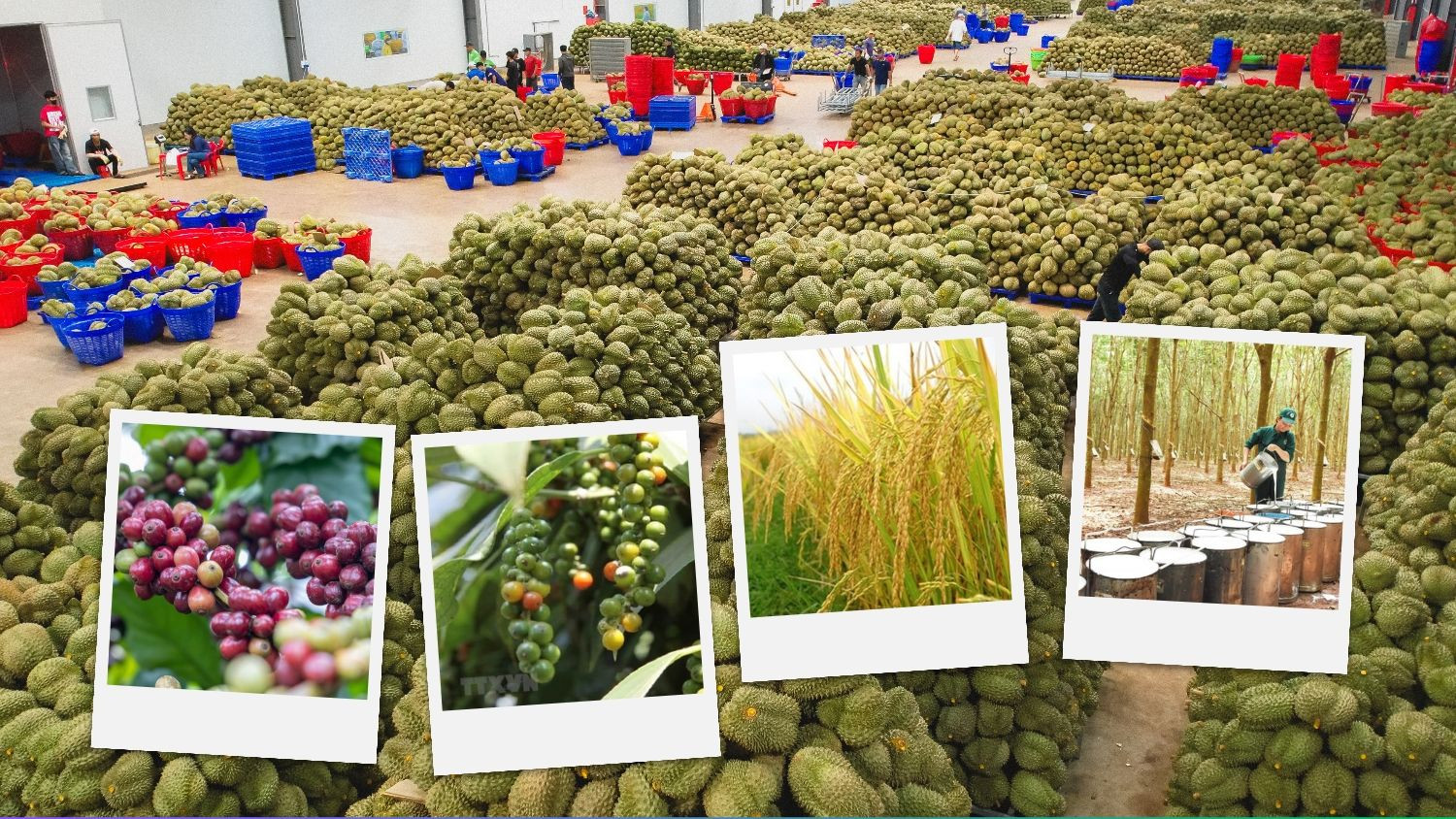 Thị trường nông sản sáng 22/10/2026 ghi nhận diễn biến trái chiều của cà phê trên hai sàn quốc tế.