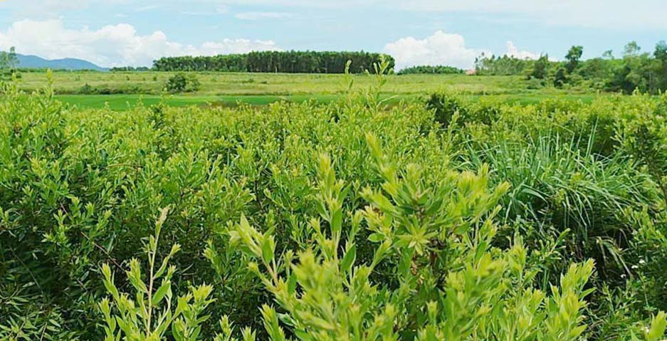 Vùng nguyên liệu đến kỳ thu hoạch để chưng cất tinh dầu tràm.