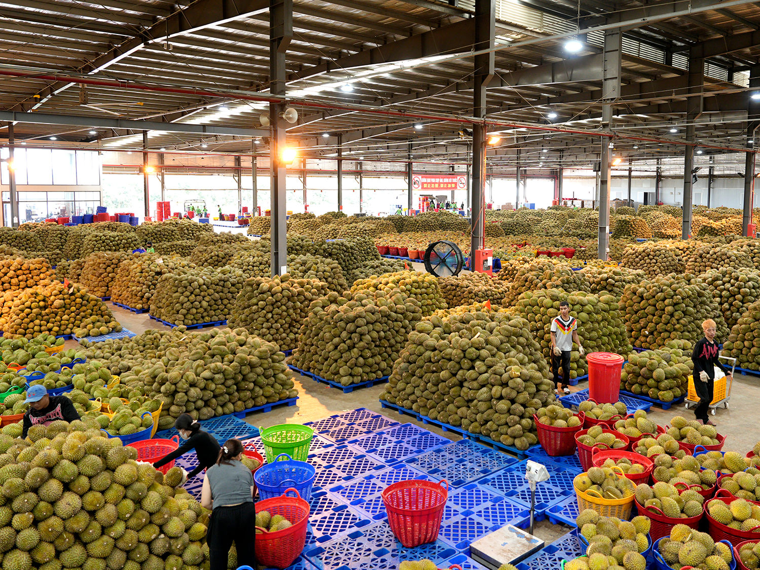 Kho sầu riêng của Tập đoàn Xuất – Nhập khẩu Trái cây Chánh Thu.