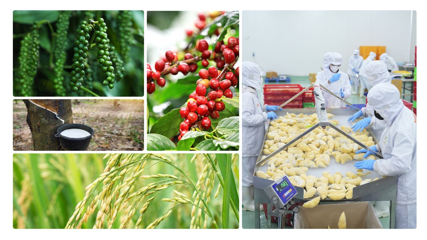 Thị trường nông sản 24/10: Cà phê giảm phiên thứ ba liên tiếp, cao su thế giới khởi sắc