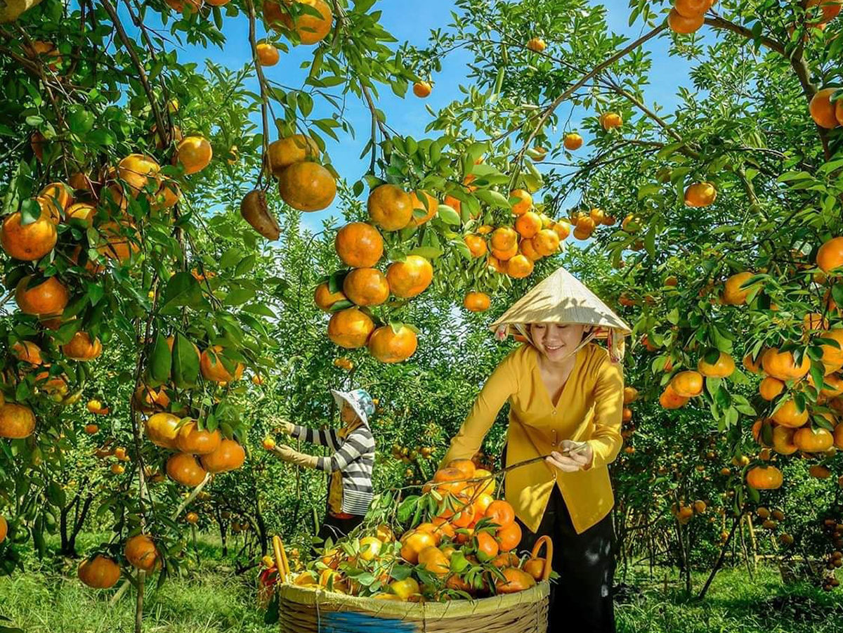 Lai Vung, 'báu vật' sau mùa quýt hồng, nem chua 