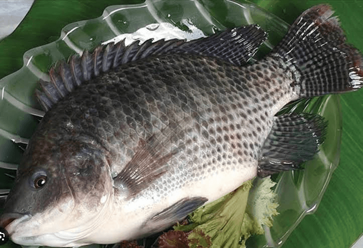 Cá rô phi xuất khẩu sang Brazil tăng gâp 70 lần. Nguồn VASEP.