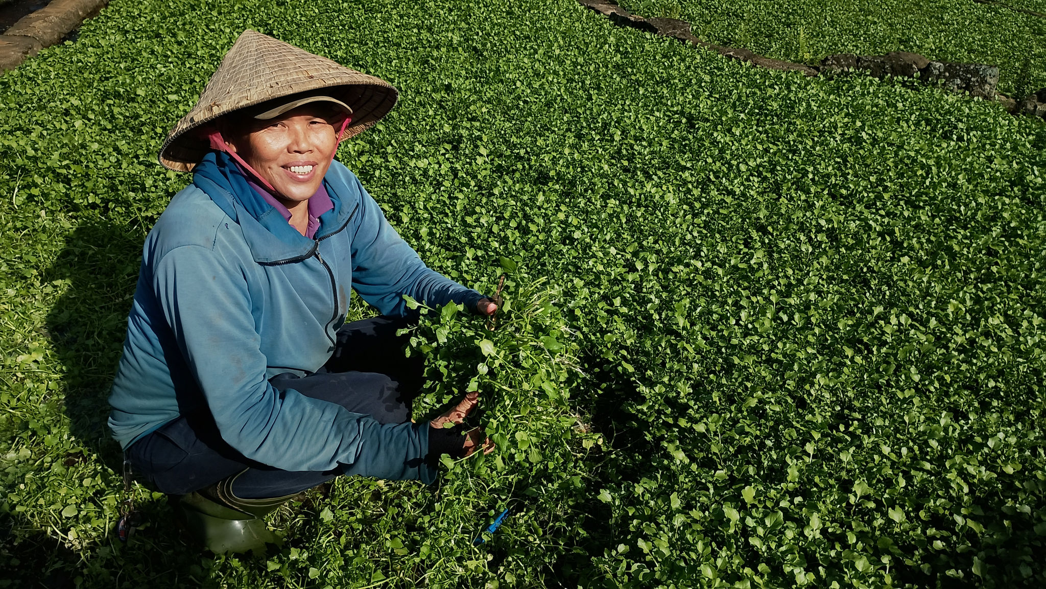 Ông Trần Hữu Quế từng nghe kể rằng, rau liệt (xà lách xoong) do người Pháp đưa sang.