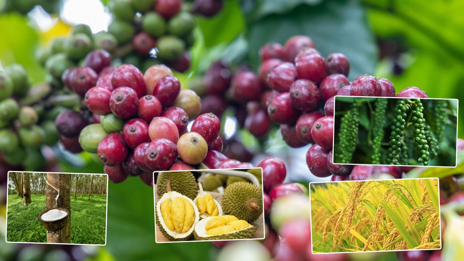 Thị trường nông sản sáng 26/10 ghi nhận giá cà phê nội địa rơi xuống dưới ngưỡng 90.000 đồng/kg.
