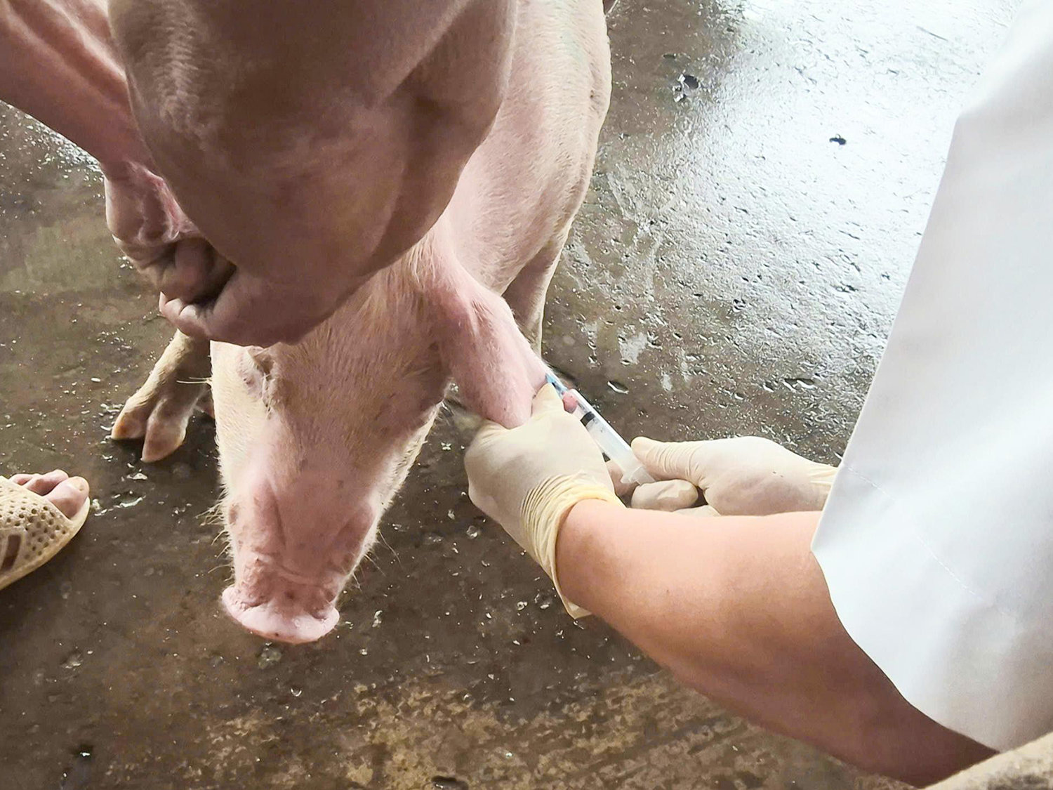 Triển khai tiêm phòng vaccine cho heo trên địa bàn TP Cần Thơ. Ảnh: SGGPO