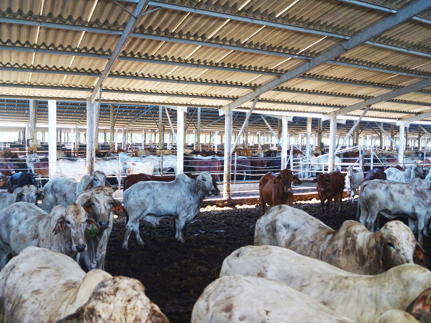 Chuyên gia THACO AGRI nói về cơ hội làm giàu từ nuôi bò.