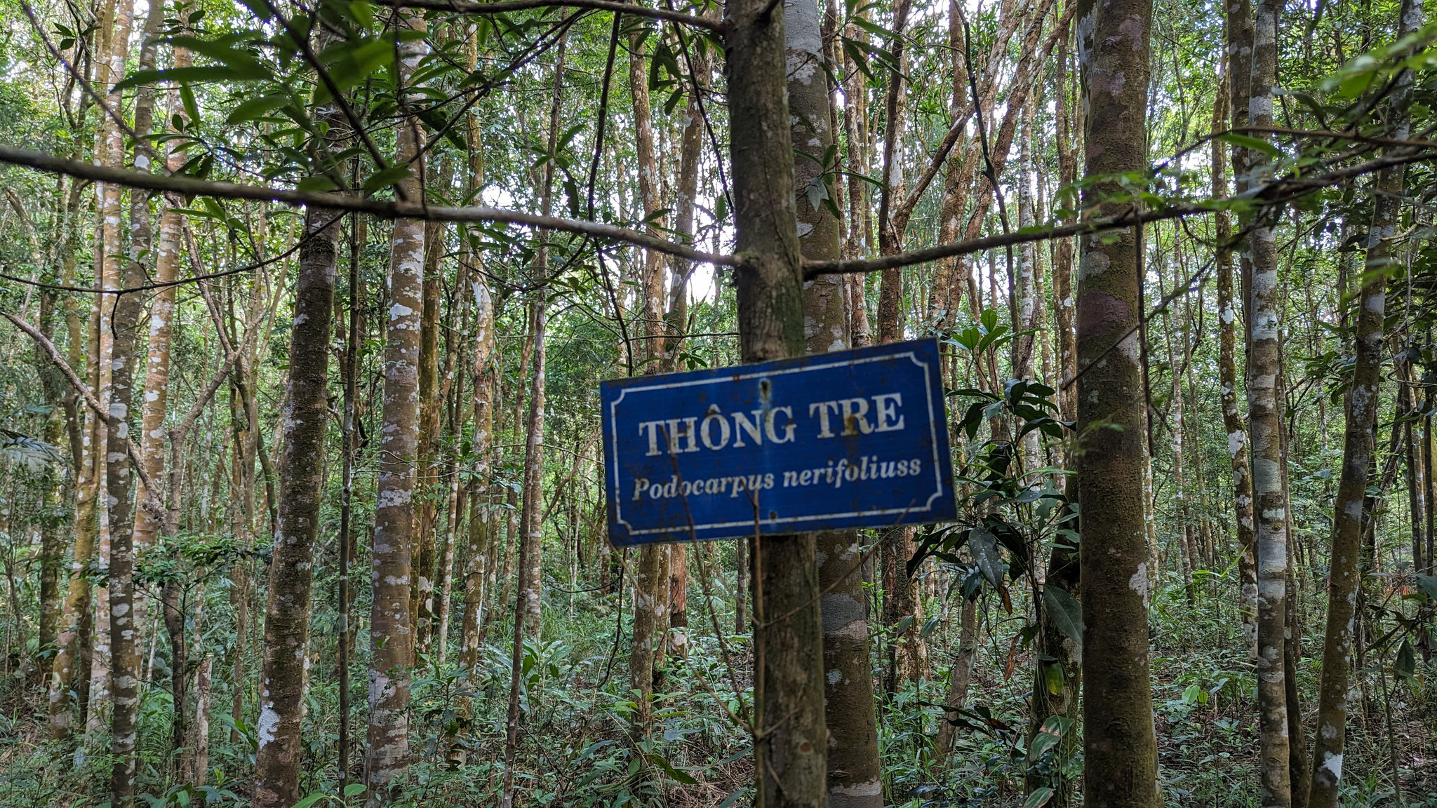 Rừng Bạch Mã.