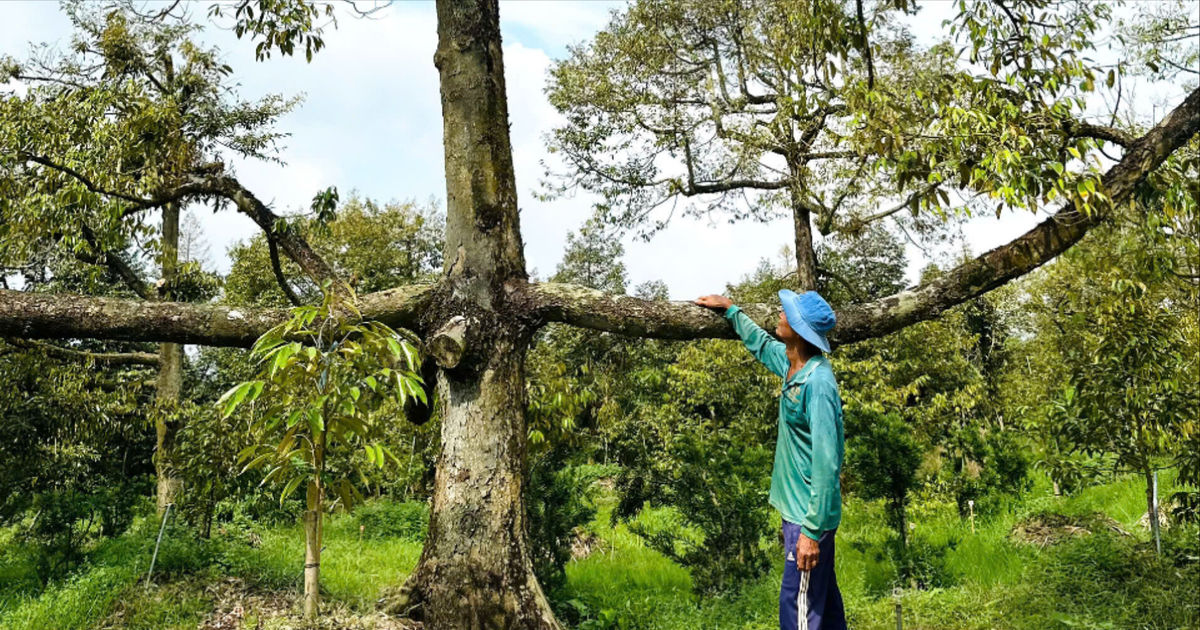 Dưỡng 8.000m² sầu riêng đến cháy rễ, mới nhận ra 'bệnh' nằm ở... đất