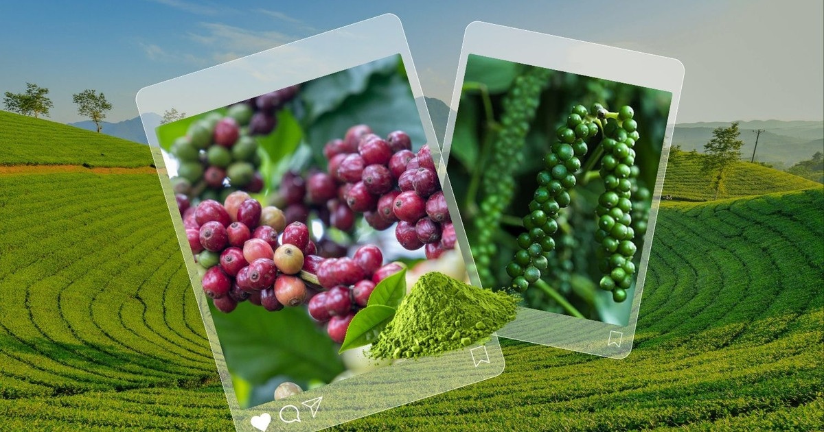 Sáng 29/8: Giá cà phê, hồ tiêu trong nước đồng loạt đi xuống