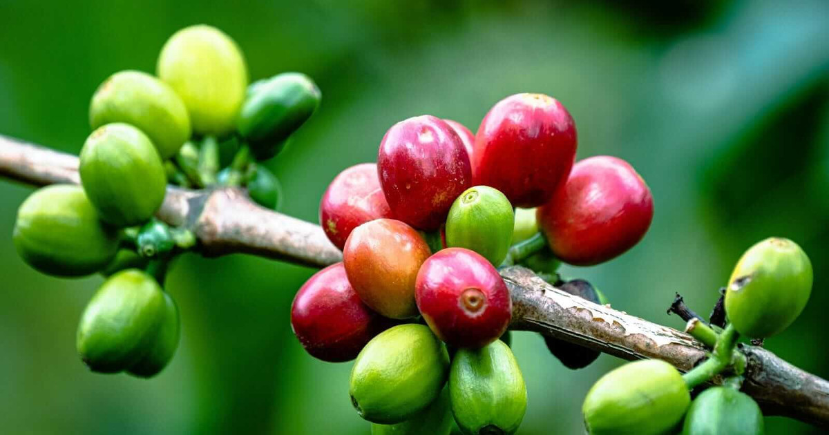 Thị trường cà phê 16/9: Nội địa mất mốc 95.000 đồng/kg, thế giới đồng loạt giảm