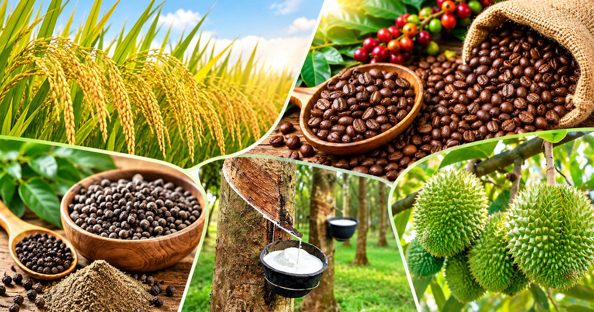 Thị trường nông sản 7/10: Cà phê thế giới tăng mạnh, sầu riêng phân hóa theo chất lượng