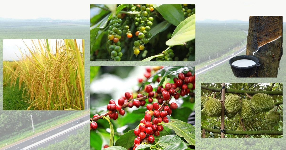 Thị trường nông sản 9/10: Cà phê chịu áp lực lớn, sầu riêng ngược dòng lập đỉnh
