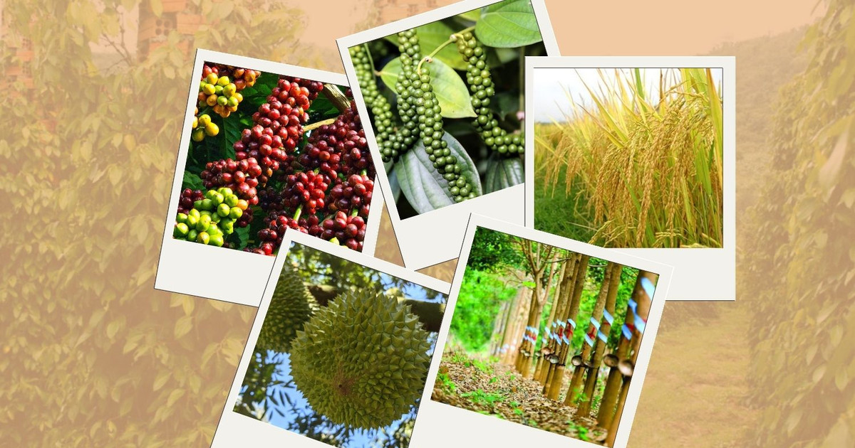 Thị trường nông sản 10/10: Cà phê thế giới diễn biến trái chiều, hồ tiêu chững giá