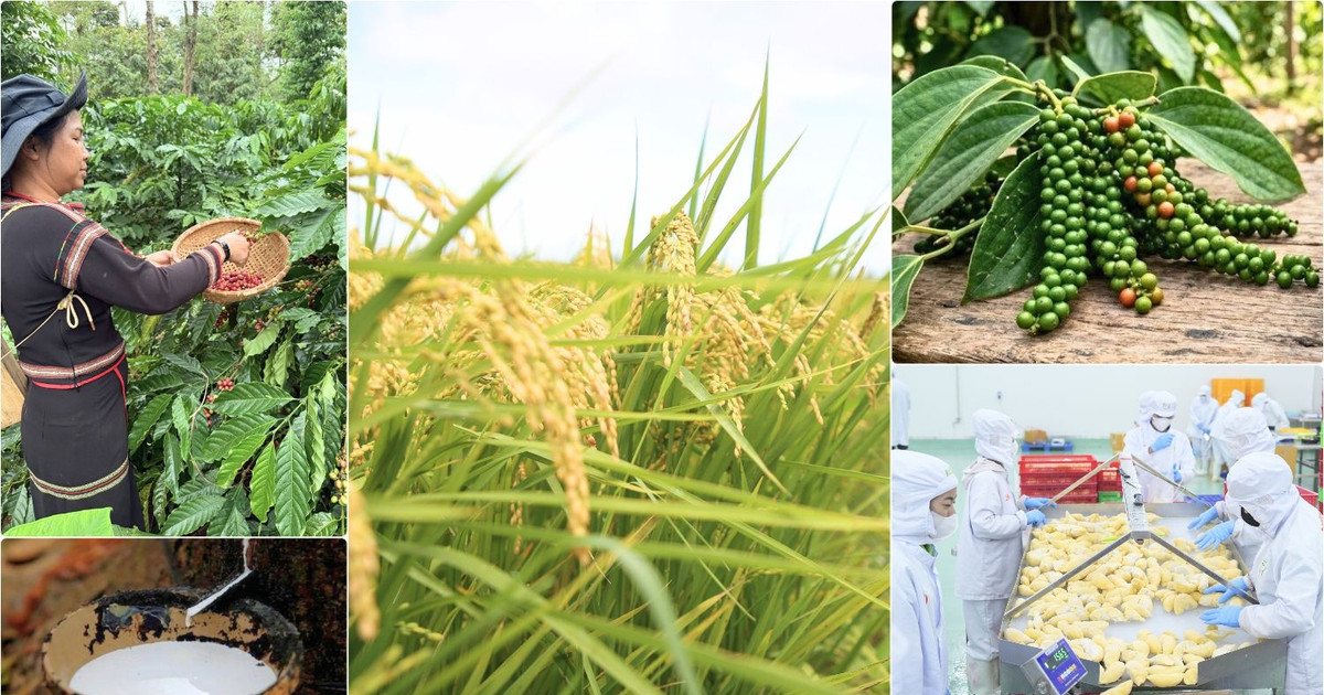 Thị trường nông sản 16/10: Cà phê thế giới lao dốc, cao su xuất khẩu lập đỉnh gần 13 năm