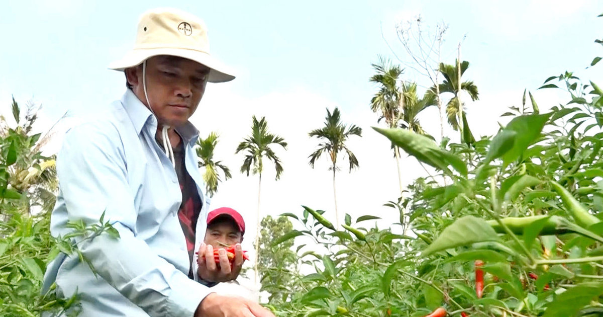 Xuất khẩu ớt Việt Nam tăng 115%: Cơ hội nào từ biến động thị trường thế giới?