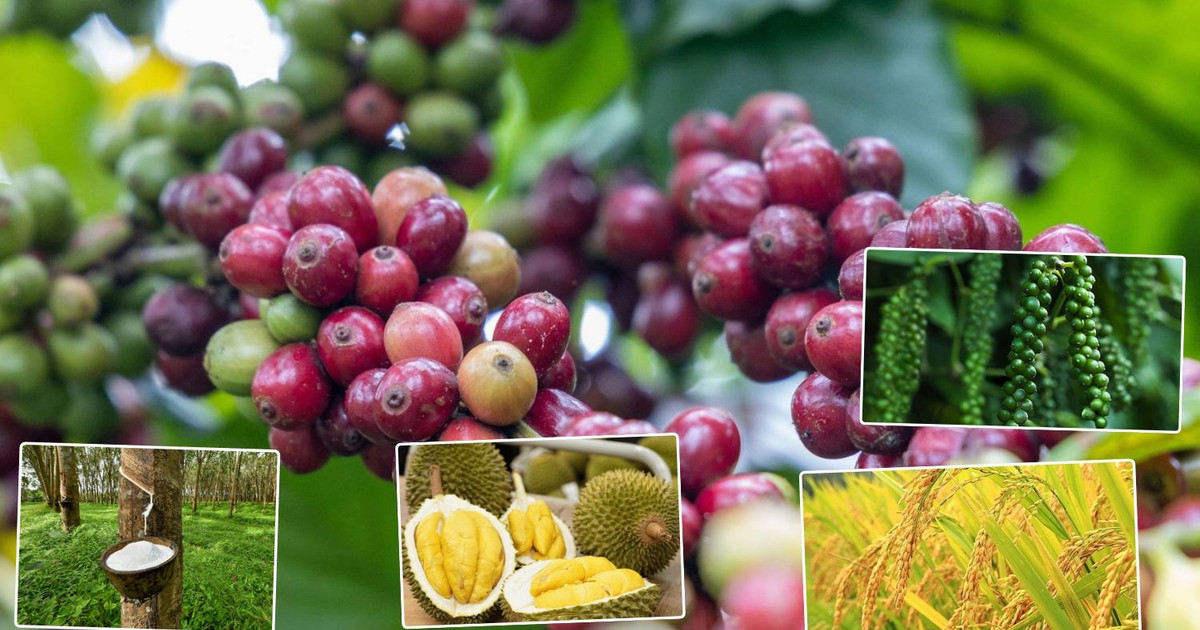 Thị trường nông sản 26/10: Cà phê nội địa rơi khỏi mốc 90.000 đồng, hồ tiêu và lúa gạo giữ nhịp bình ổn