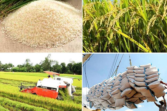 Bộ Công Thương yêu cầu loạt giải pháp thúc đẩy xuất khẩu gạo