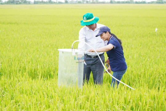 Công nghệ AI 'Made in Vietnam' giúp đo khí thải trên ruộng lúa