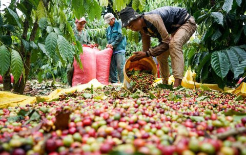 Ngành cà phê Việt Nam trước sức ép EUDR: Rào cản hay cơ hội xanh?