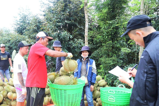 Nam Trung bộ và Tây Nguyên: Bất chấp thời tiết cực đoan, nông nghiệp vẫn giữ 'phong độ' tăng trưởng