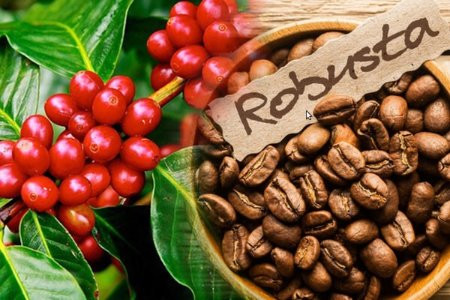 Cà phê Việt Nam tăng tốc vào thị trường Mỹ: Cơ hội 'vàng' từ thuế quan Brazil